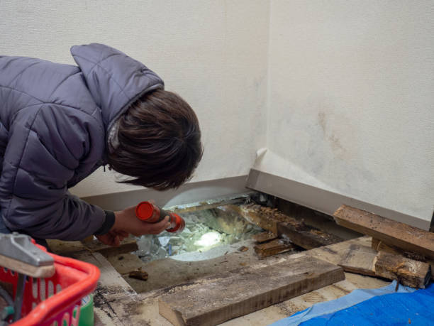 Best Mold Documentation for Insurance Claims  in Moorhead, MS