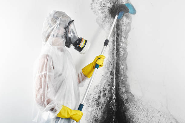Best Attic Mold Removal  in Moorhead, MS