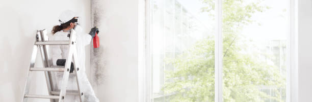 Best Basement Mold Removal  in Moorhead, MS